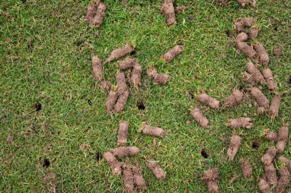 Core lawn aeration service in Elizabeth Colorado