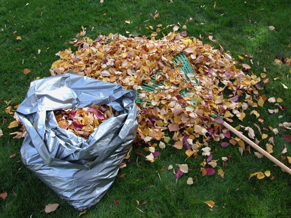 Fall yard cleanup with leaves being raked in a Colorado backyard