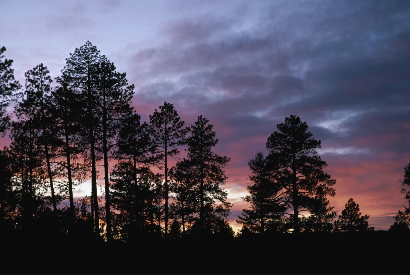 Ponderosa pine silhouettes at sunset in Elizabeth Colorado